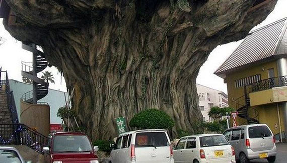 Restaurant on a tree (6 pics)