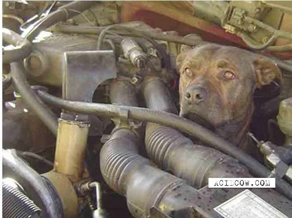 Pit Bull Gets Stuck In Engine Of Truck (8 pics)
