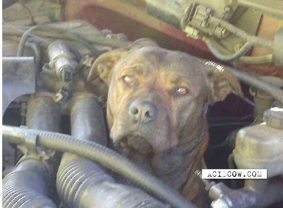 Pit Bull Gets Stuck In Engine Of Truck (8 pics)