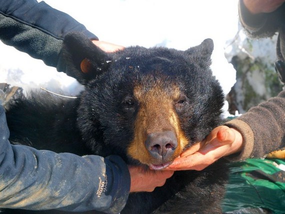 As zoologists have disturbed the bear dream...