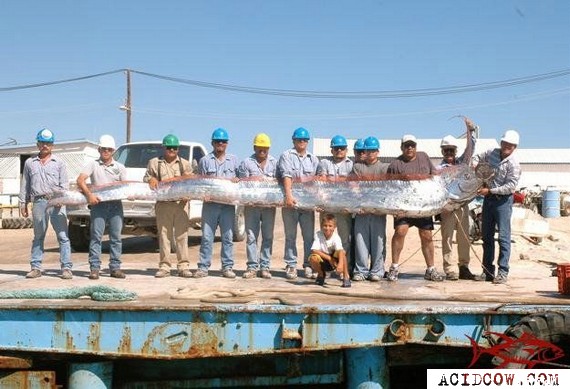 Trophy of real fishermen (7 pics)