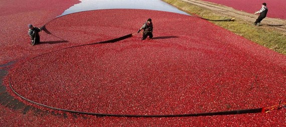 Cranberry Harvest (3 pics)