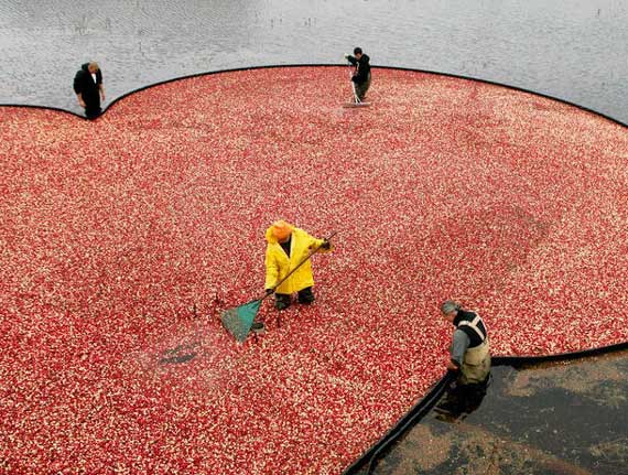 Cranberry Harvest (3 pics)