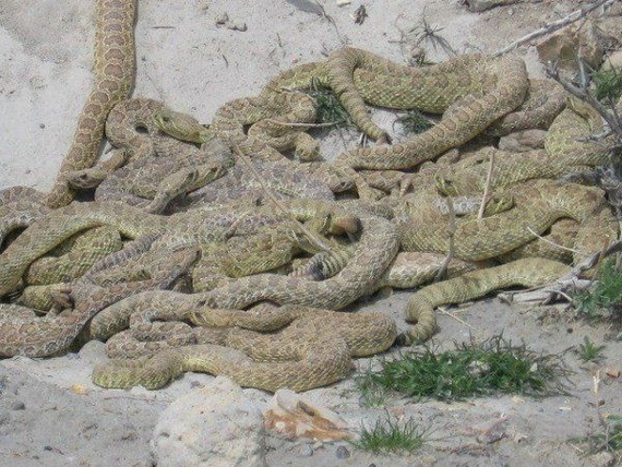 Rattlesnake den (5 pics)