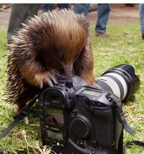 Funny Photographer (30 pics)