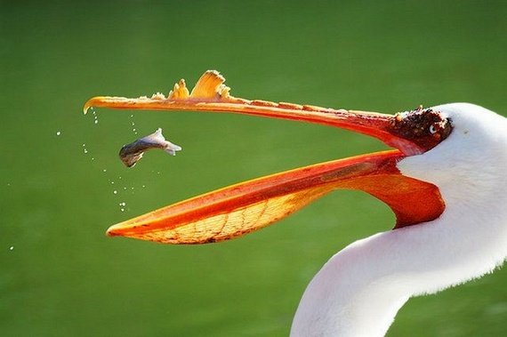 Funny picdump (116 pics) Funny picdump (116 pics)