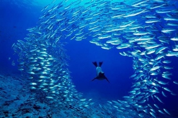 Underwater... (105 pics)