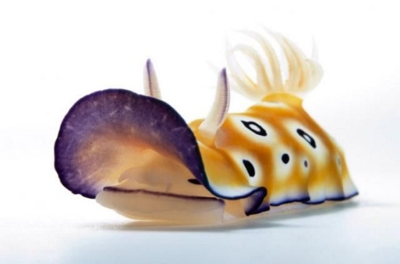 Underwater... (105 pics)