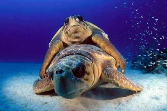Underwater... (105 pics)