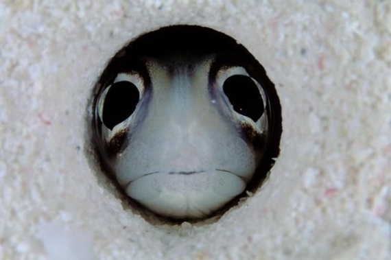 Underwater... (105 pics)