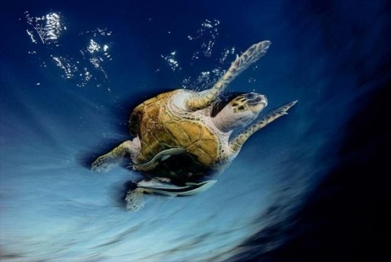 Underwater... (105 pics)