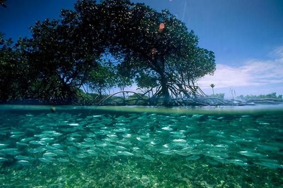 Underwater... (105 pics)