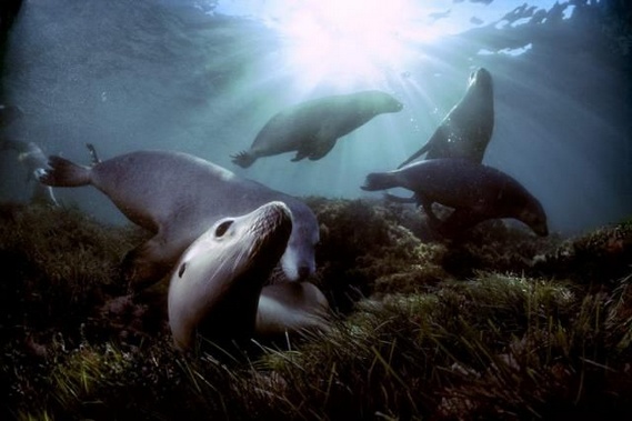Underwater... (105 pics)