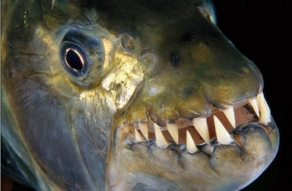 Underwater... (105 pics)