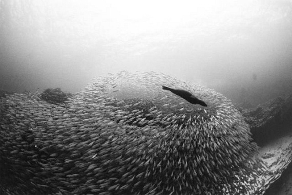 Underwater... (105 pics)