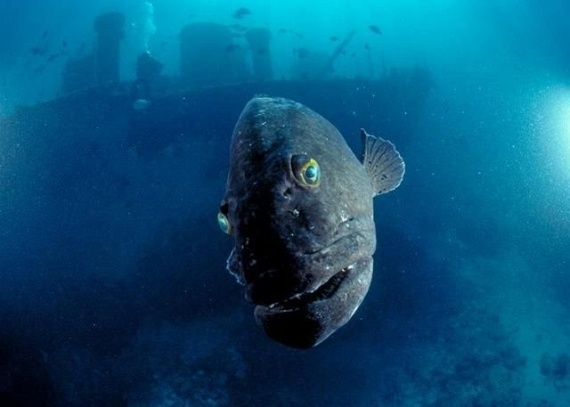 Underwater... (105 pics)