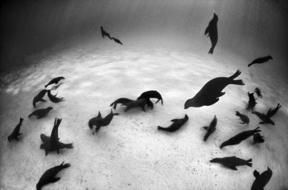 Underwater... (105 pics)
