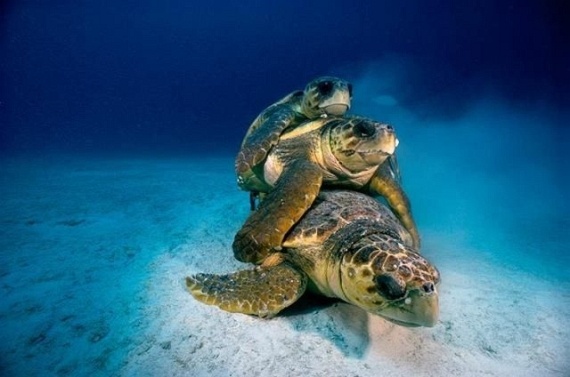 Underwater... (105 pics)