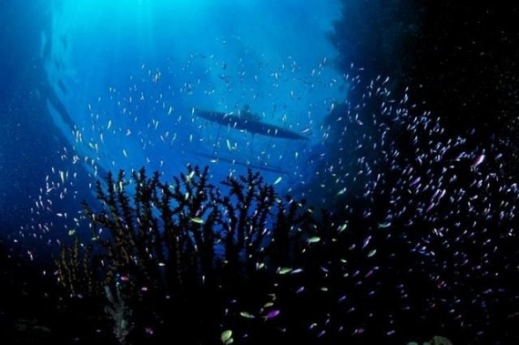 Underwater... (105 pics)