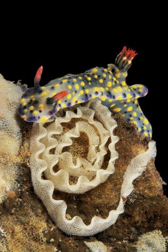 Underwater... (105 pics)