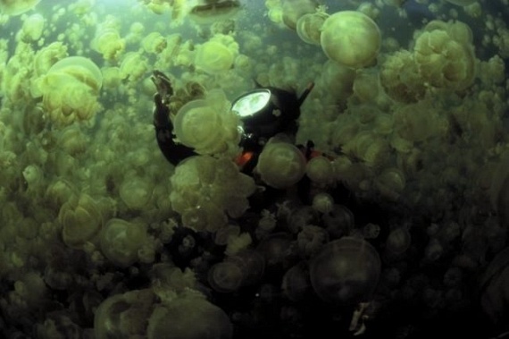 Underwater... (105 pics)