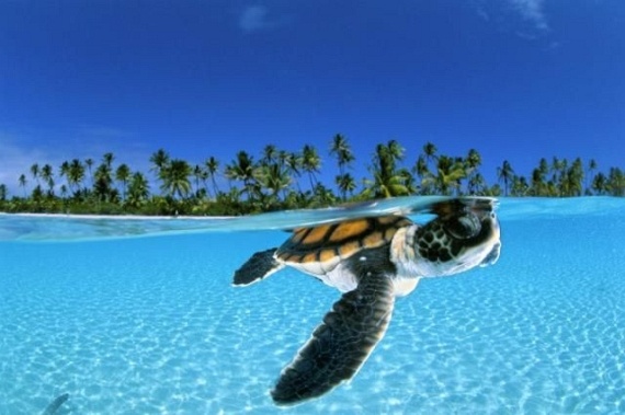 Underwater... (105 pics)