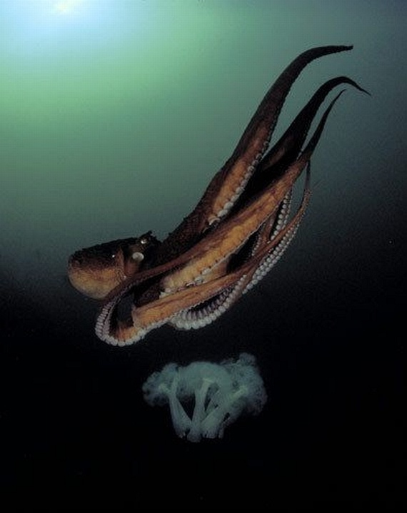 Underwater... (105 pics)