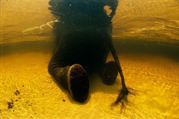 Underwater... (105 pics)