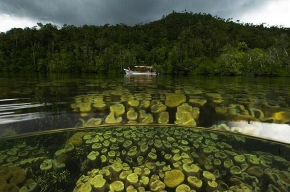 Underwater... (105 pics)
