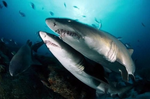 Underwater... (105 pics)