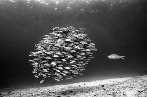 Underwater... (105 pics)