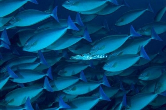Underwater... (105 pics)