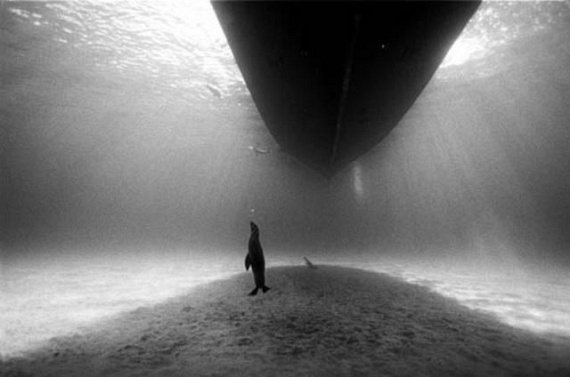 Underwater... (105 pics)