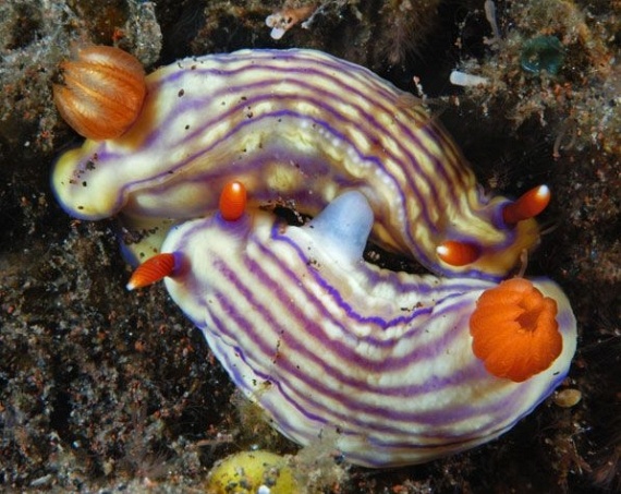 Underwater... (105 pics)