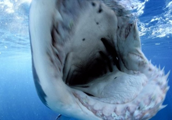 Underwater... (105 pics)