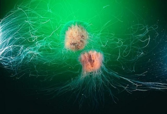 Underwater... (105 pics)