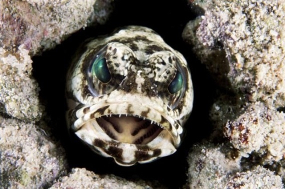 Underwater... (105 pics)