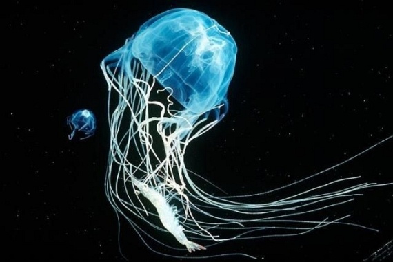 Underwater... (105 pics)
