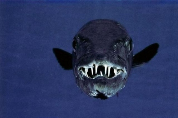 Underwater... (105 pics)