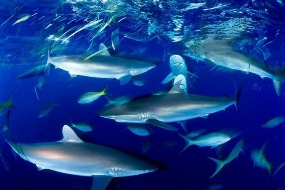 Underwater... (105 pics)