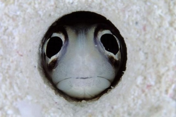 Underwater... (105 pics)