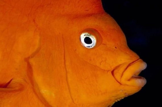 Underwater... (105 pics)