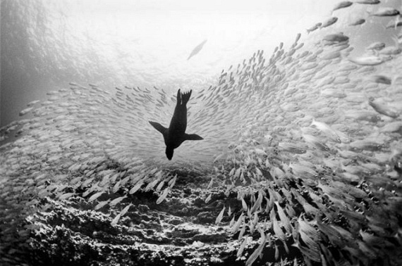 Underwater... (105 pics)