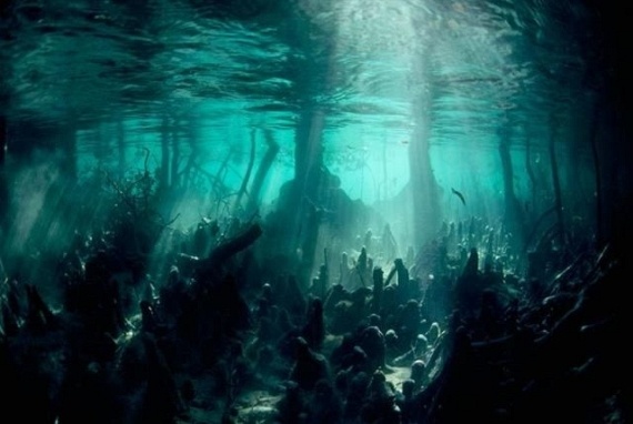 Underwater... (105 pics)