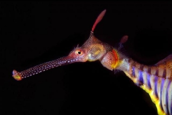 Underwater... (105 pics)