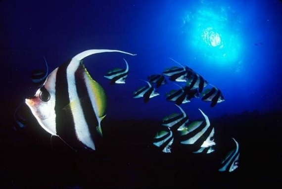 Underwater... (105 pics)