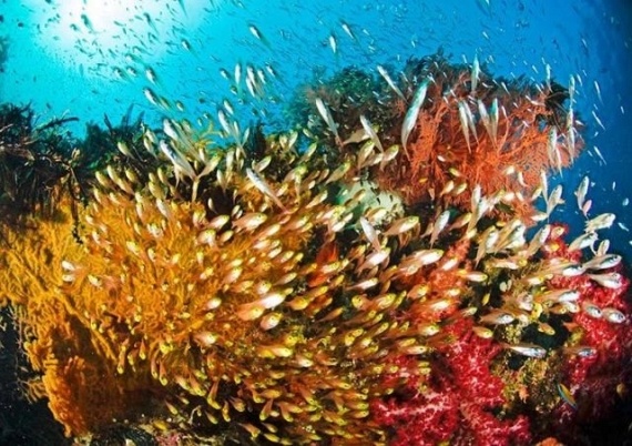 Underwater... (105 pics)