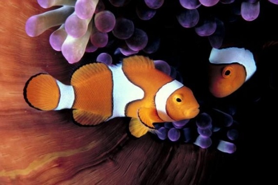 Underwater... (105 pics)