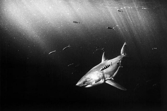 Underwater... (105 pics)