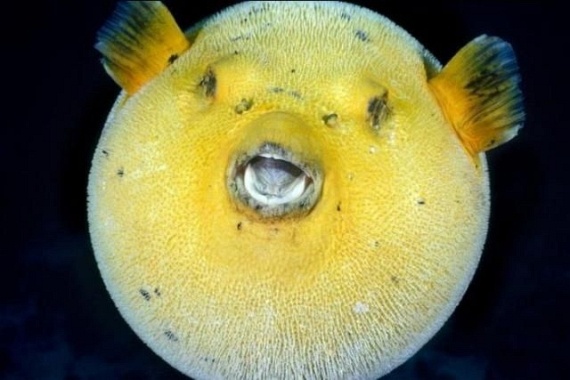 Underwater... (105 pics)